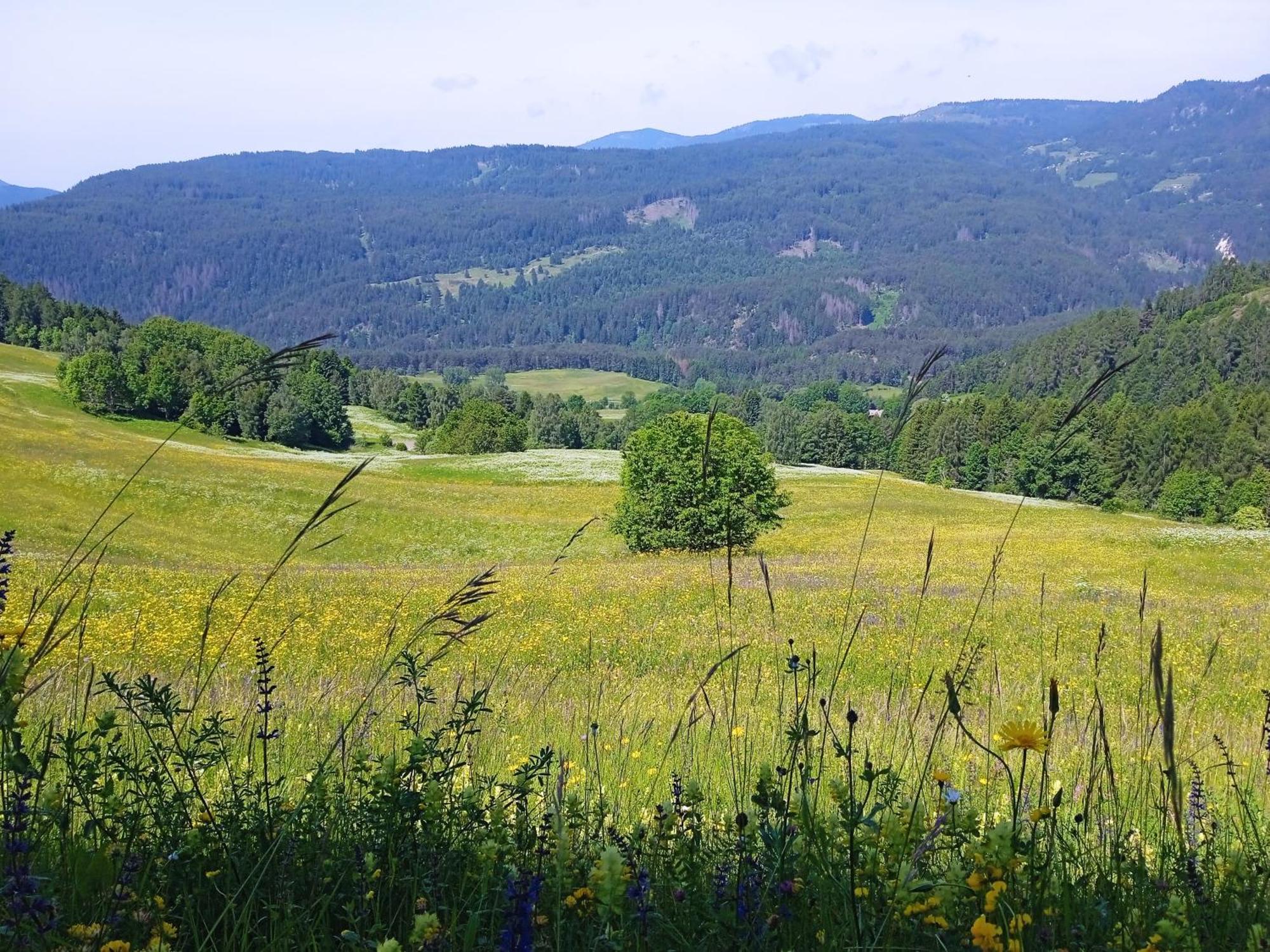 Tiziana Val Di Fiemme Apartment